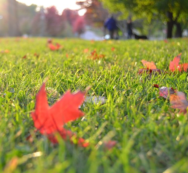 gazon-pelouse-semis.de_.dormance-automne