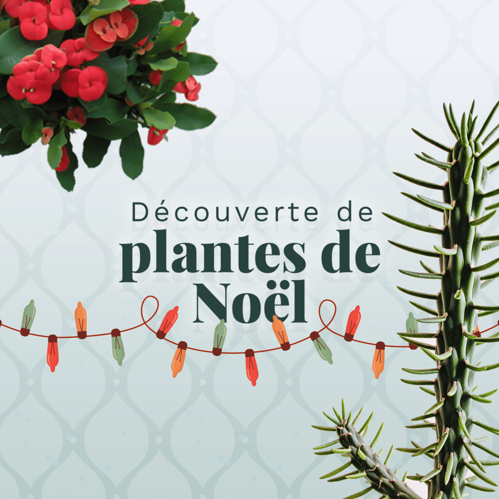 plantes-de-noel-decouverte-blogue