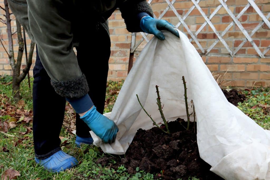 shelter,roses,for,the,winter.,frost,protection,for,garden,plants.