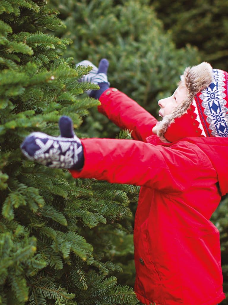 Boutique de Noël | Sapin et plante de Noël