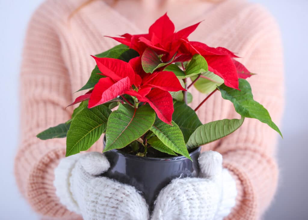 Woman,With,Christmas,Flower,,Closeup