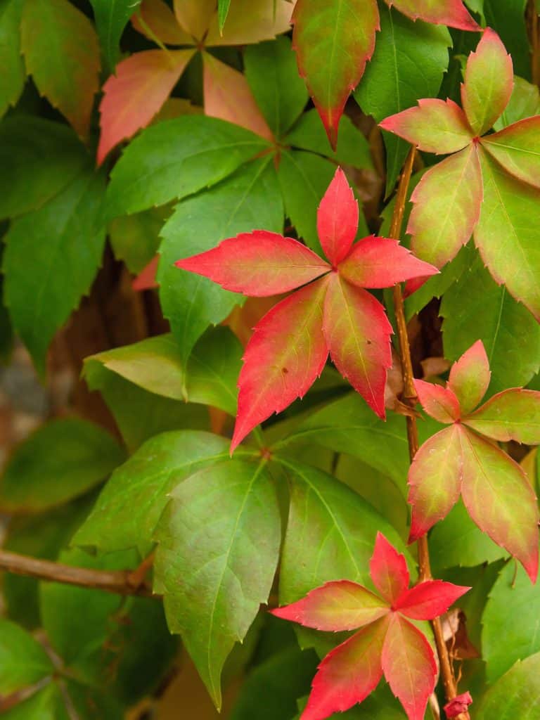 arthenocissus quinquefolia “engelmannii”