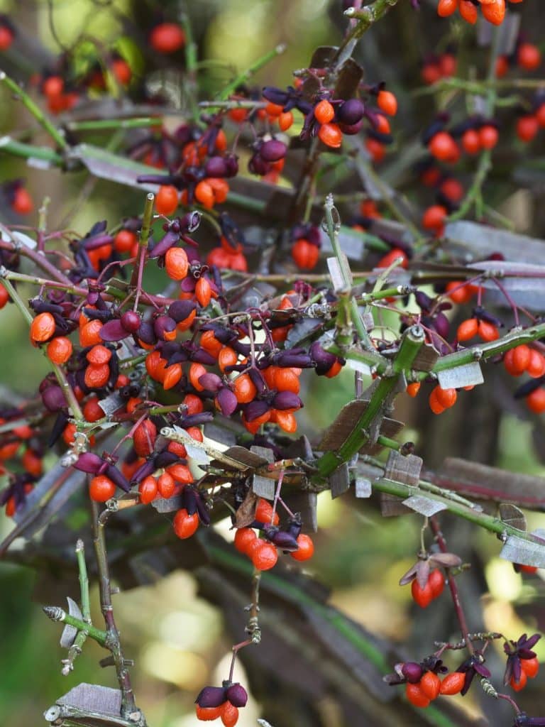 euonymus alatus