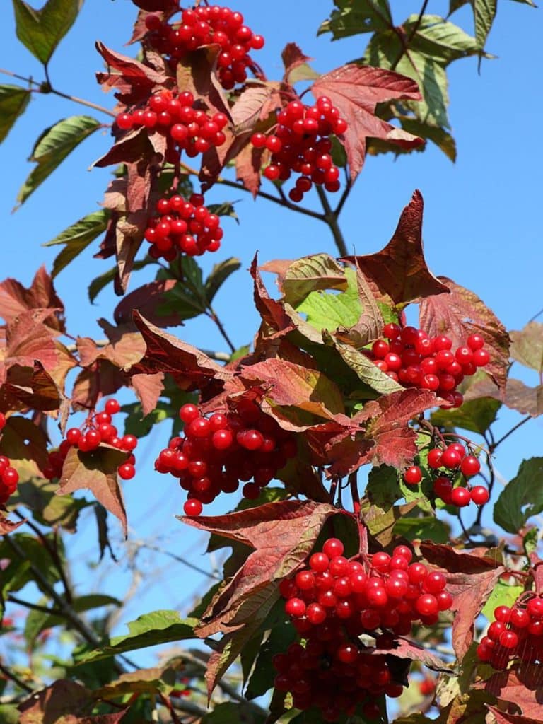 viburnum trilobum