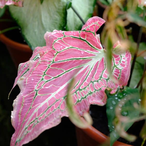 004g09 caladium 01.jpg