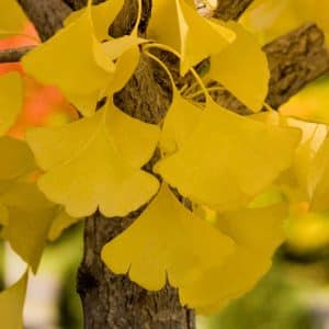 00000097d ginkgo biloba autumn gold 01.jpg