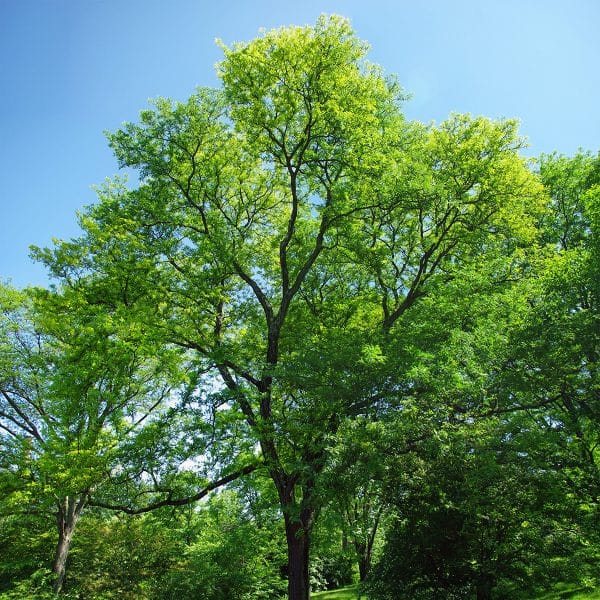 00001278d gleditsia tri 01.jpg