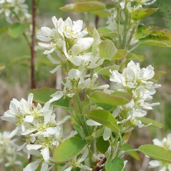 00001847 amelanchier aln. obelisk 01 1.jpg