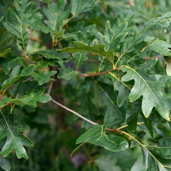 00002964 quercus alba 01.jpg