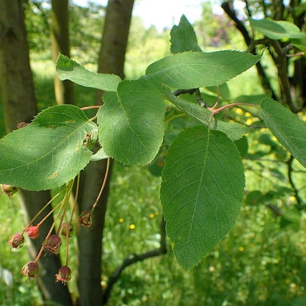 00003356 amelanchier laev 01.jpg