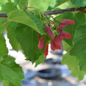 00003943 acer tataricum hot wings 01.jpg