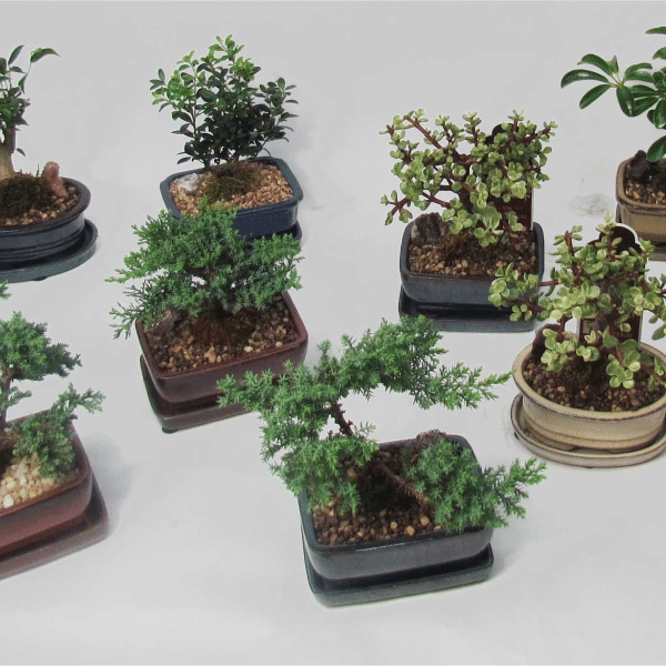 00004553d bonsai 01.png