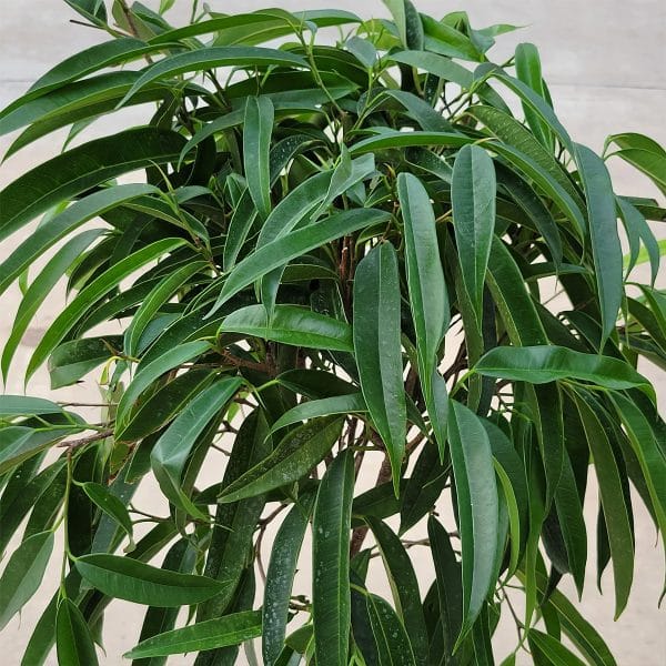 00005003d ficus alii buisson 01.jpg