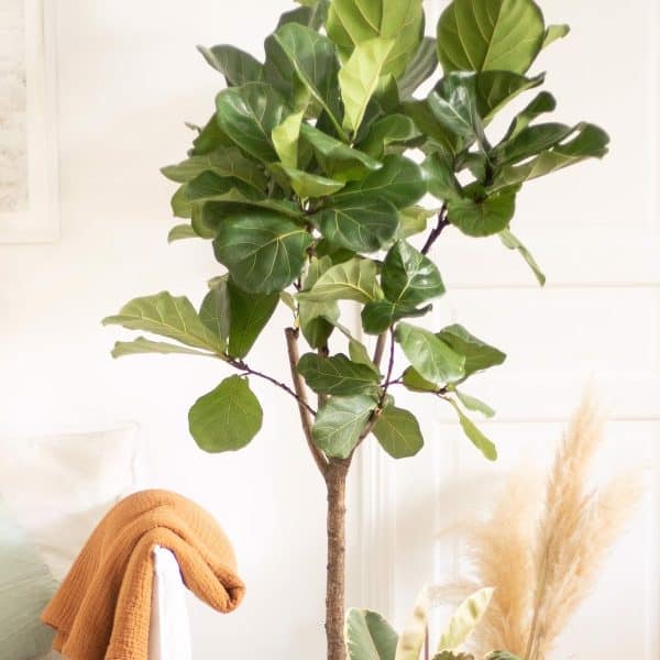 00005316d ficus lyrata sur tige 01.jpg