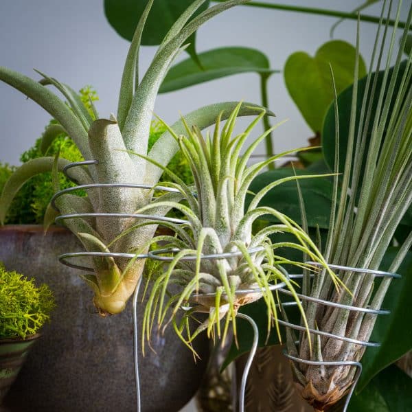 00005327d tillandsia 01.jpg