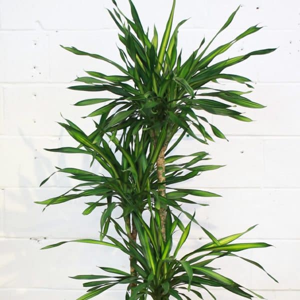 00005350d dracaena rikki 3 2 1 01.jpg