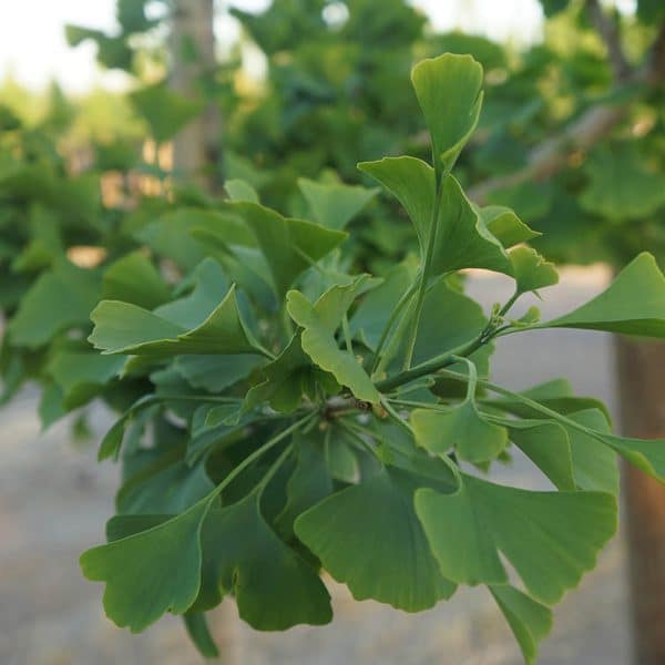 00005646d ginkgo biloba princ 01.jpg