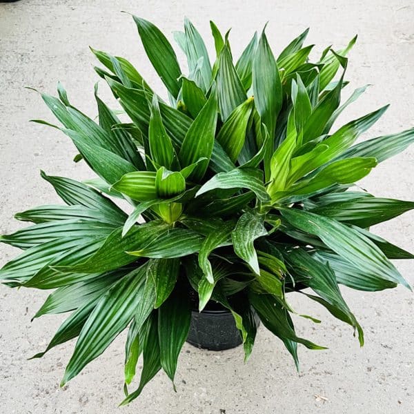 00005866 dracaena green jewel 01.jpg