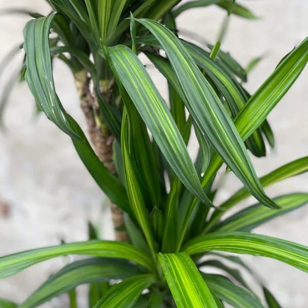 00005950 dracaena rikki 01.jpg