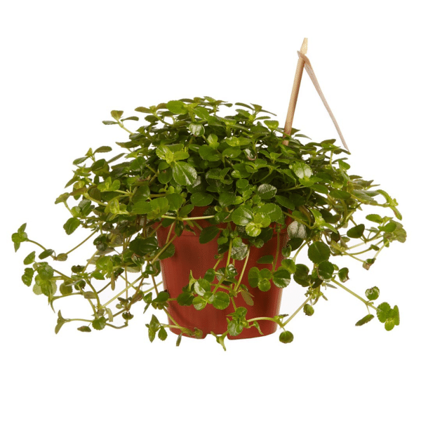 00007423 pilea depressa sao paulo 5po 01.png