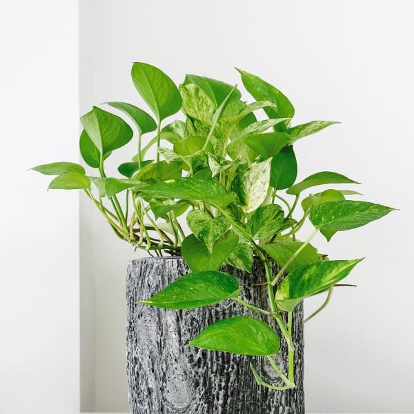 00007432 epipremnum aureum 01.jpg