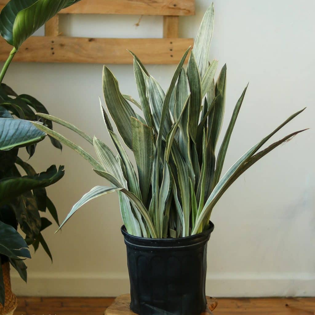 00007828 sansevieria sayuri 01.jpg