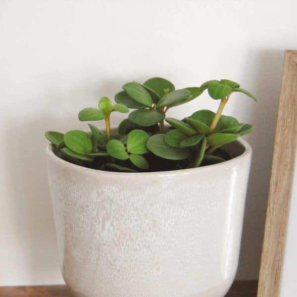 00007915 peperomia hope 01.jpg