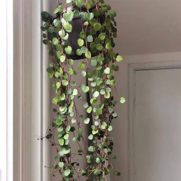 00007924 peperomia ruby cascade 01.jpg