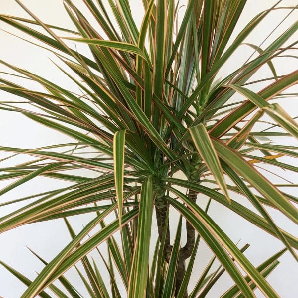 00008632d dracaena marginata bi color 01.jpg