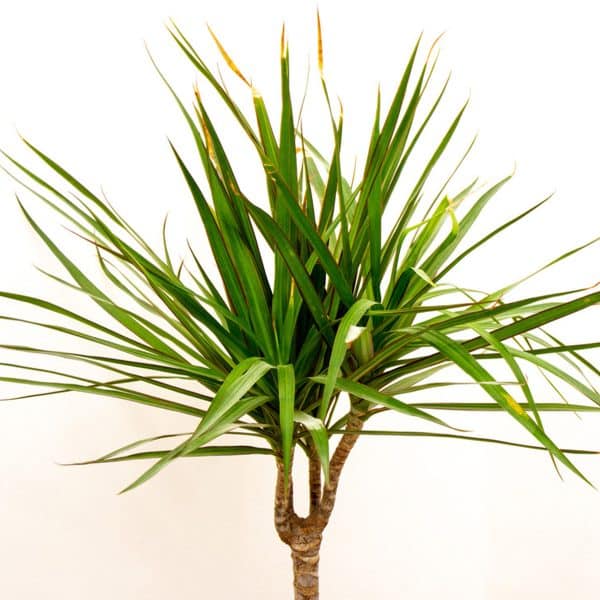 00008886d dracaena marginata sur tiges 01.jpg