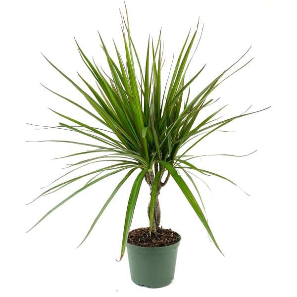 00008924d dracaena marginata tresse 01.jpg