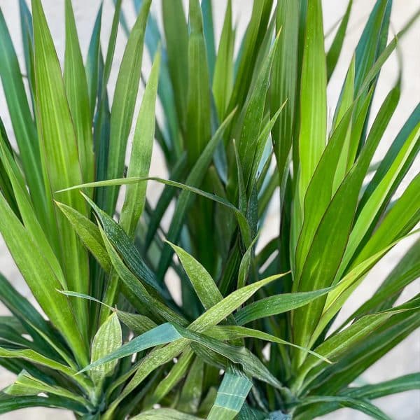 00009014d dracaena arborea tarzan 01.jpg