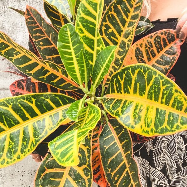 00009026d codiaeum petra croton 01.jpg