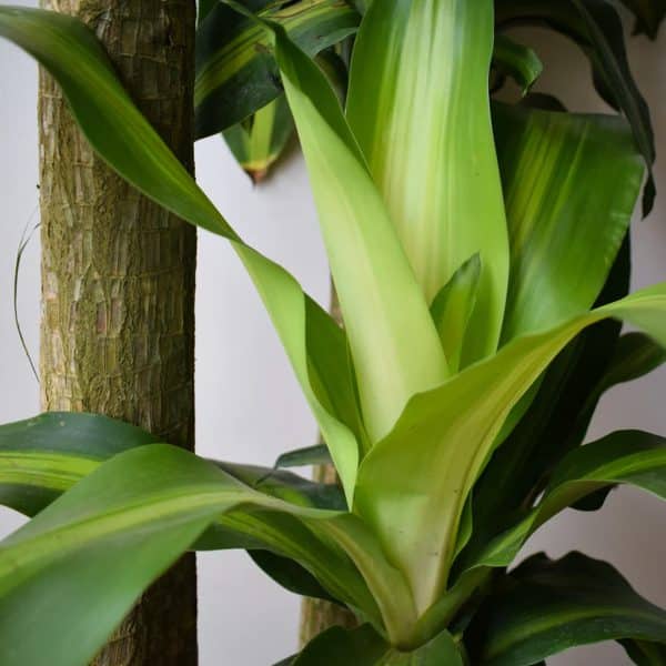 00009061d dracaena massangeana 4 3 2 01.jpg