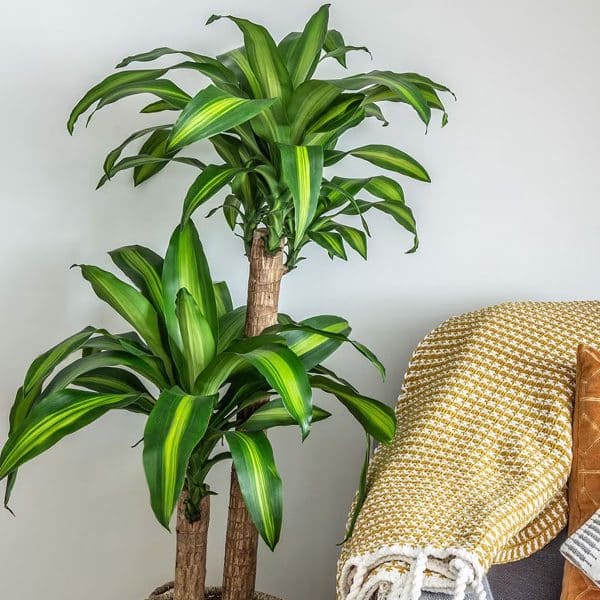 00009073d dracaena massangeana 01.jpg