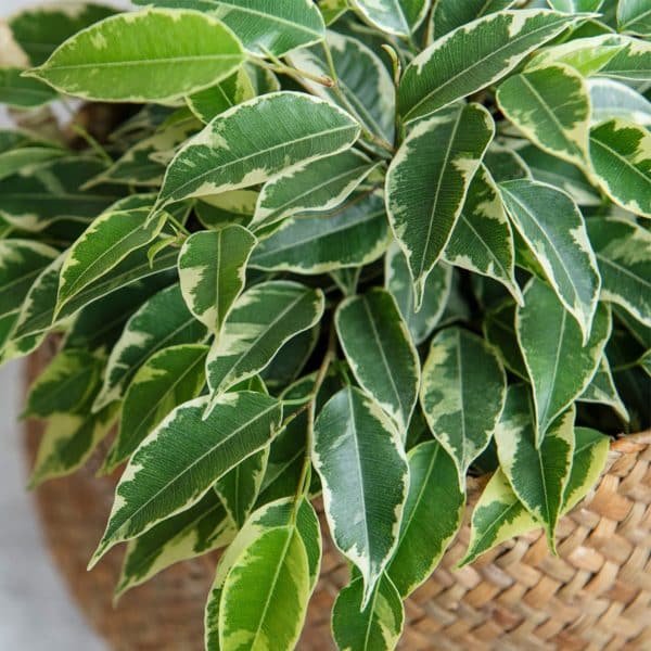 00009100d ficus benjamina 01.jpg