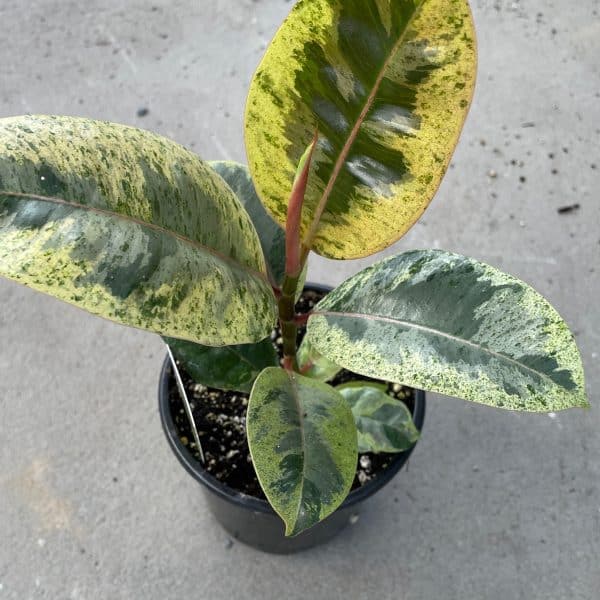 00020454 ficus shivereana moonshine 01.jpg