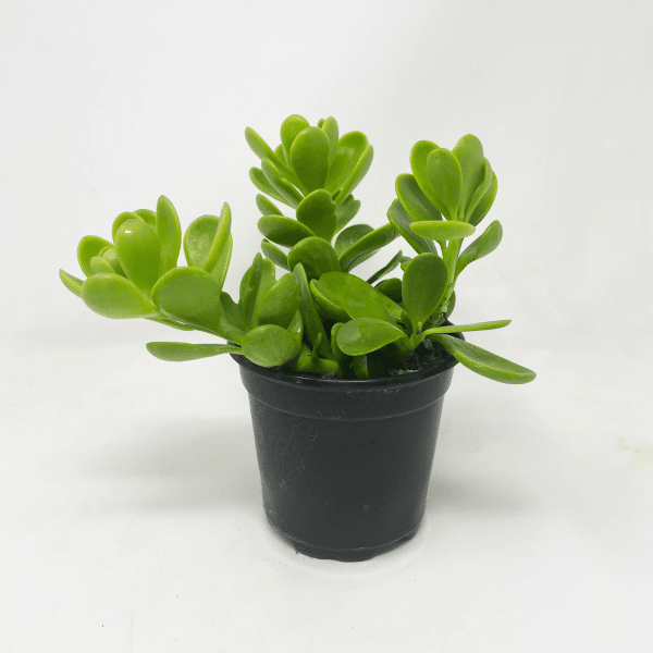 00020484 senecio jacobsenii 2.5po 01.png