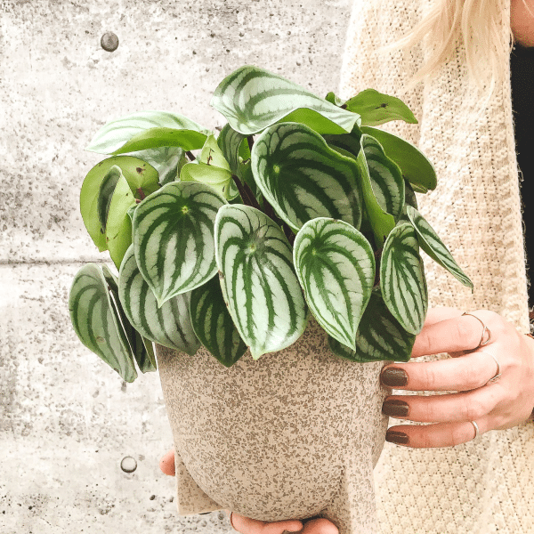 00020685 peperomia melon deau 4po 01.png