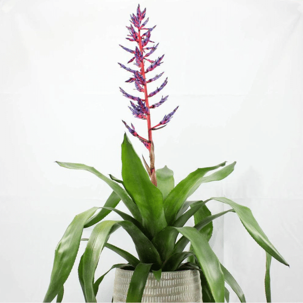 00020714 aechmea del mar 6po 01.png