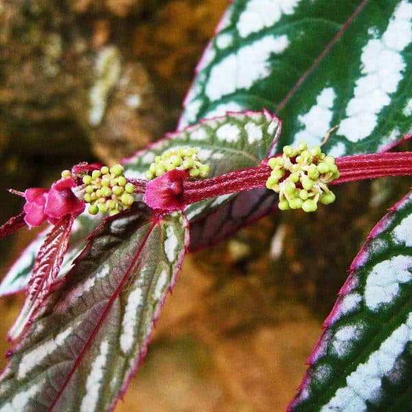 00020740 cissus discolor 01.jpg