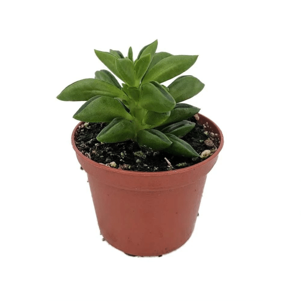 00020766 peperomia taco leaf 2.5po .png