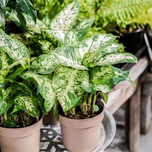 004g18 dieffenbachia 01.png