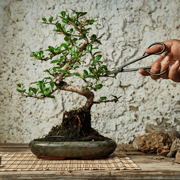 004g56 bonsai 01.png