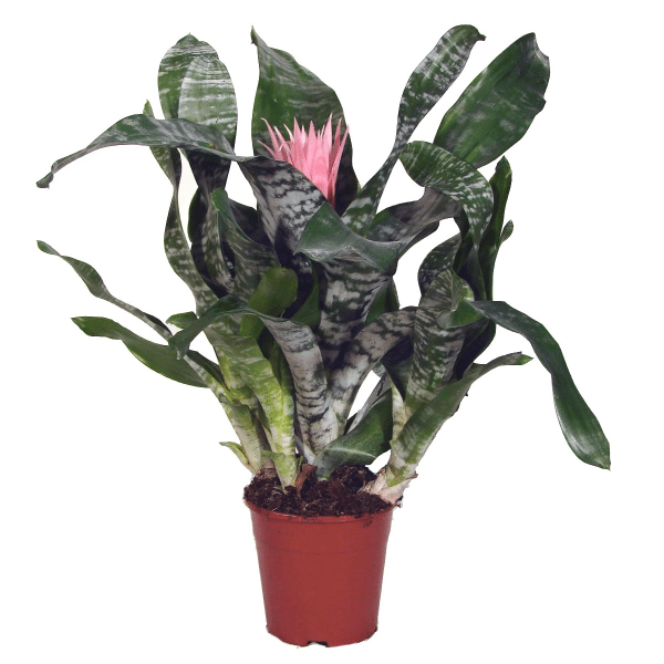 005g04 aechmea 02 1.png