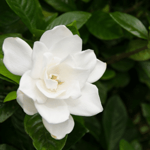 005g09 gardenia 01.png