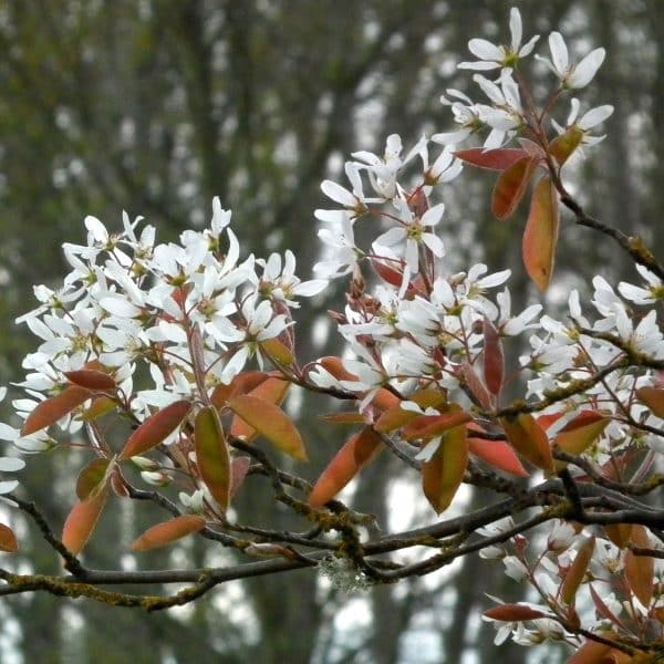 049g16 amelanchier 02 1.jpg