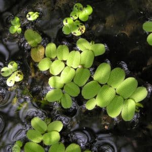 2577501d salvinia natans.jpg