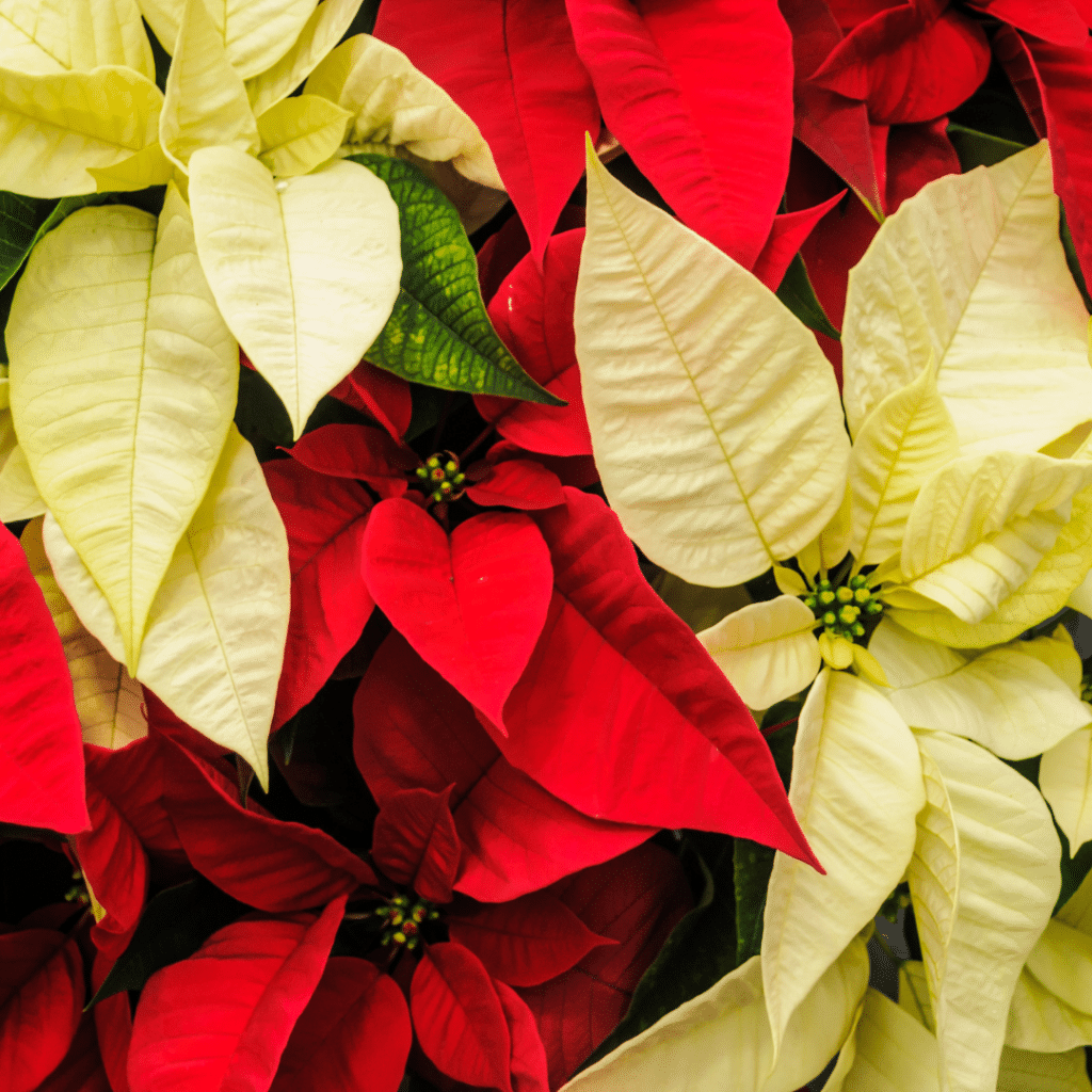 poinsettia