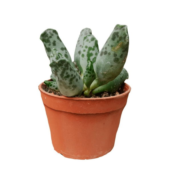 00020848 adromischus 2.5po 01.png